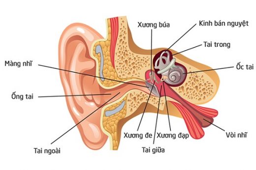 Giải Phẩu Sinh Lý